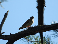 Lullula arborea