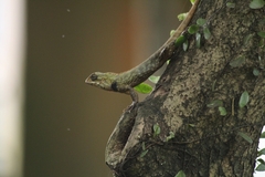Calotes versicolor