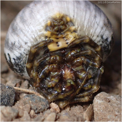 Mastophora cornigera