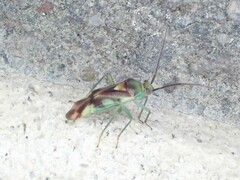 Tuicoris excelsus