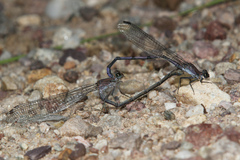 Argia tonto