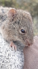 Abrothrix olivacea