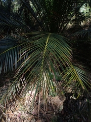 Macrozamia communis