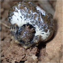 Mastophora cornigera