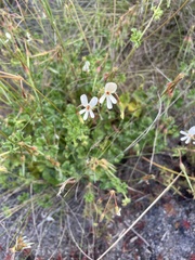 Pelargonium elongatum