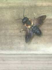 Megachile sculpturalis