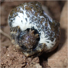 Mastophora cornigera