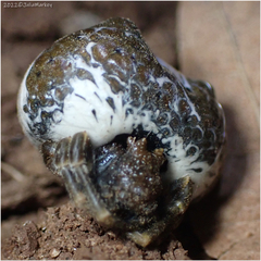 Mastophora cornigera
