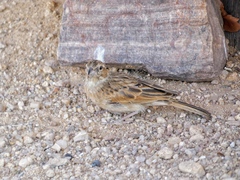Emberiza impetuani