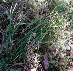 Trachyandra divaricata