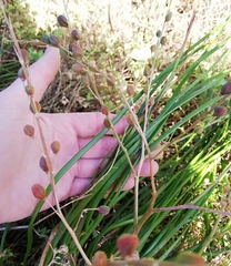 Trachyandra divaricata