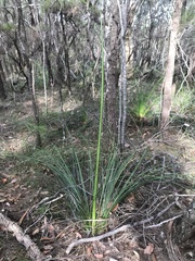 Xanthorrhoea media