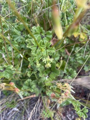 Pelargonium elongatum