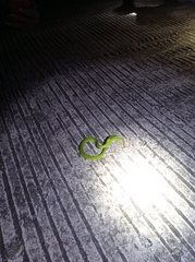 Trimeresurus albolabris