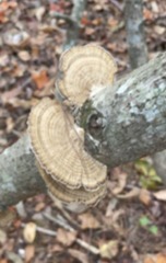 Daedaleopsis confragosa