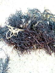 Furcellaria lumbricalis