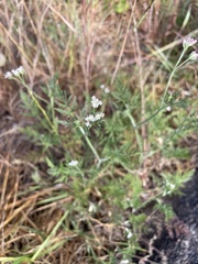 Torilis arvensis