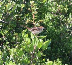 Cisticola tinniens