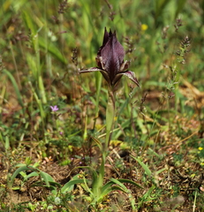 Iris acutiloba