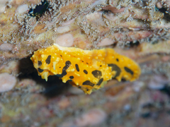 Notodoris gardineri