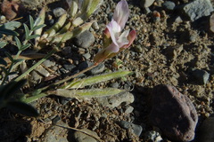Astragalus macroceras