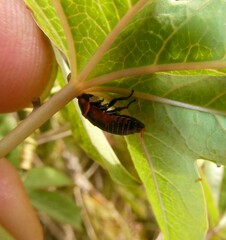 Ellipsidion australe
