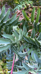 Melianthus major