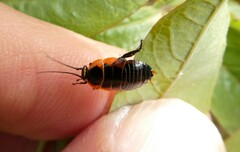 Ellipsidion australe