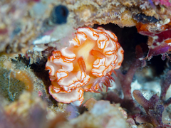 Ardeadoris symmetrica