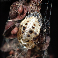 Coccinellinae