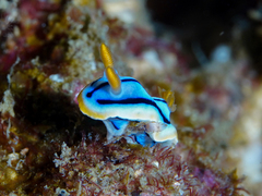 Chromodoris elisabethina