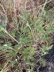 Torilis arvensis