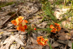 Dillwynia hispida