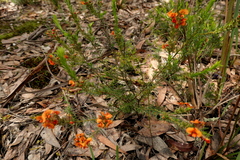 Dillwynia hispida