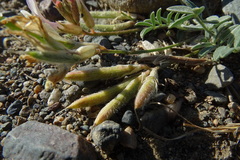 Astragalus macroceras