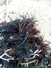 Furcellaria lumbricalis