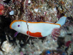 Goniobranchus splendidus