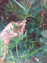 Asparagus falcatus