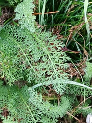 Achillea millefolium