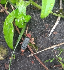 Cantharis rustica