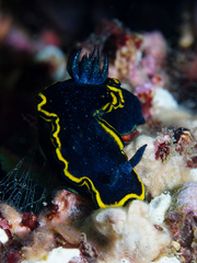 Glossodoris vespa