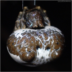 Mastophora cornigera