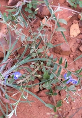 Evolvulus arizonicus