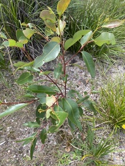 Eucalyptus robusta