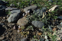 Astragalus macroceras