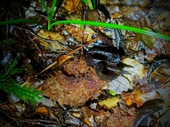 Calostoma