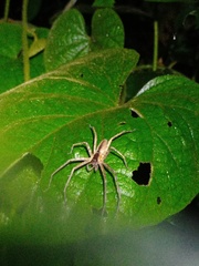 Heteropoda ocyalina