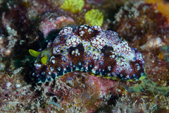 Phyllidiopsis cardinalis