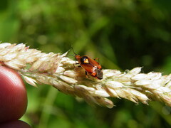 Deraeocoris ruber