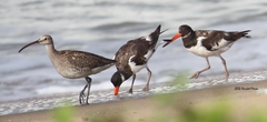 Haematopus ostralegus